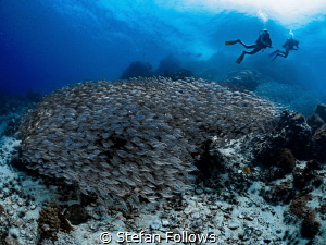 Brick in the Wall ... ! Oxeye Scad - Selar boops. Sail Ro... by Stefan Follows 